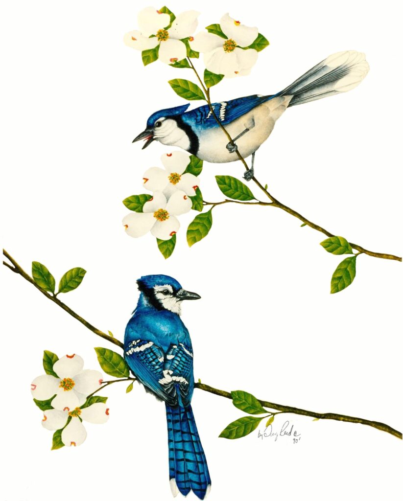 Blue Jay on Dogwood