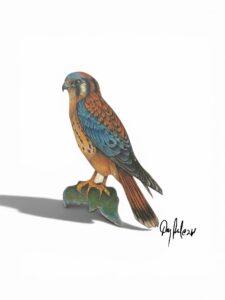 American Kestrel