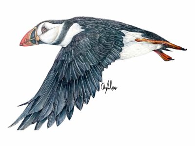 Atlantic Puffin