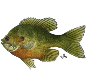 Bream