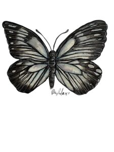 Caper White Butterfly