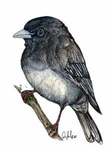 Dark Eyed Junco