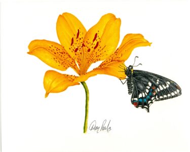 Eastern Tiger Swallow Tail on Yellow Golden Star Gazer Lilly