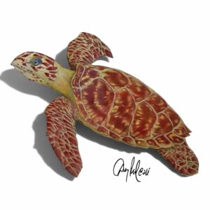 Hawksbill Turtle