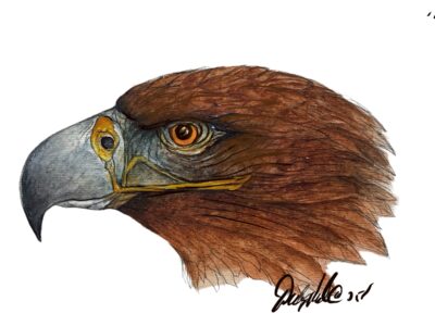 Golden Eagle