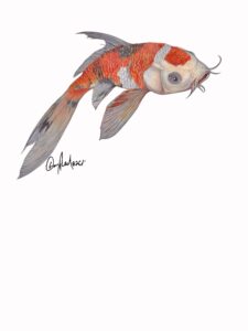 Koi