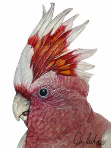 Major Mitchells Cockatoo