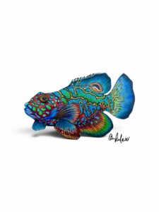Mandarin Dragonet