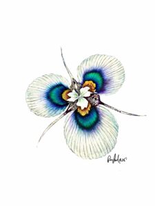 Peacock Iris