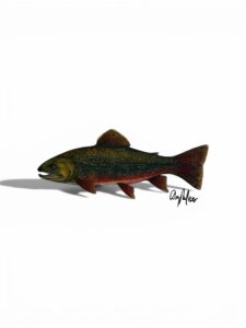 Brook Trout