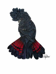 Red Tailed Cockatoo