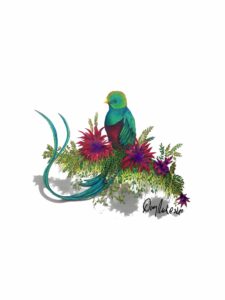 Resplendent Quetzal and Bromeliad
