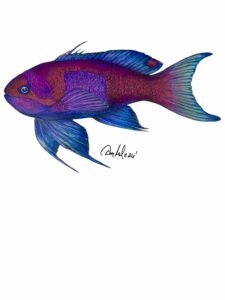 Squarespot Anthias