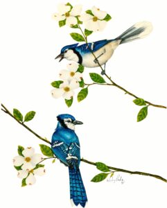 Blue Jay on Dogwood