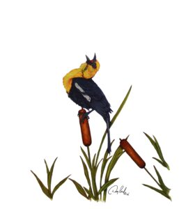 Yellow Headed Blackbird with Cat Tails